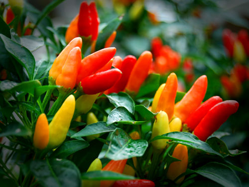  Explosive Blast Chilli Plant 