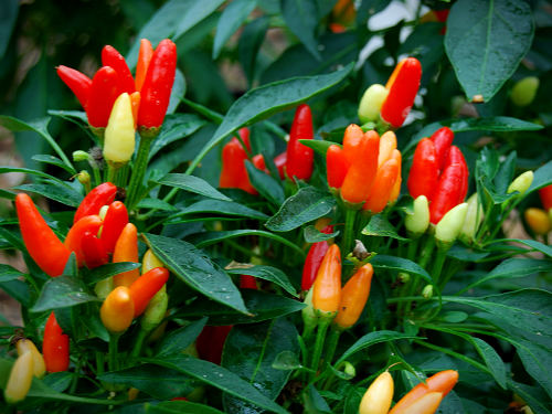  Explosive Blast Chilli Plant 