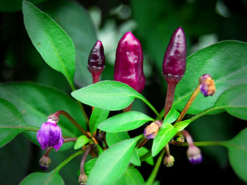  Explosive Embers Chilli Plant 