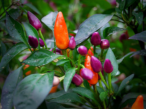  Explosive Embers Chilli Plant 
