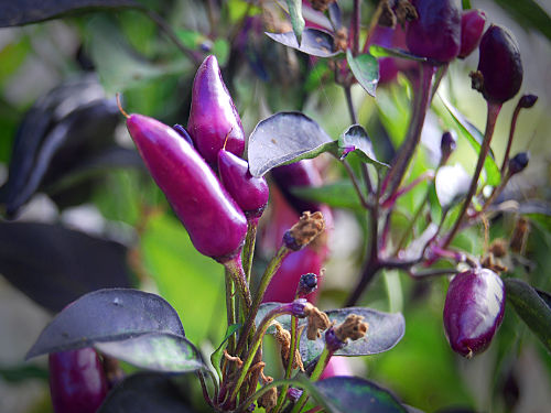  Explosive Embers Chilli Plant 