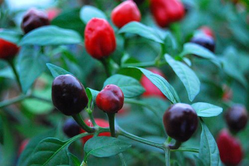  Filius Blue Chilli Plant 