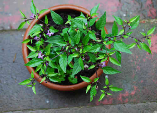  Filius Blue Chilli Plant 