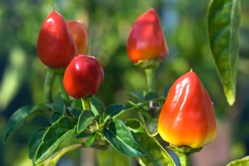 Firecracker Chilli Plant 