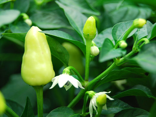  Firecracker Chilli Plant 