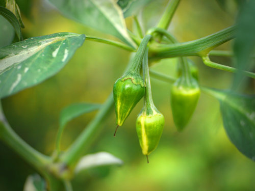  Fish Pepper Chilli Plant 