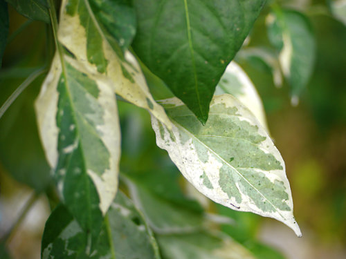  Fish Pepper Chilli Plant Foliage 