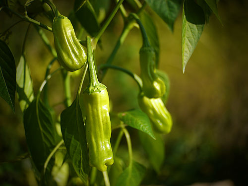  Grekisk Chilli Plant 