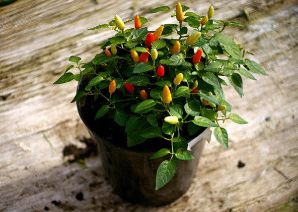  Little Elf Chilli Plant 