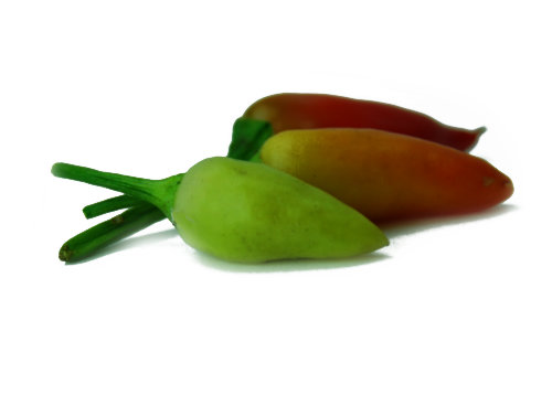  Little Elf Chilli Pods 