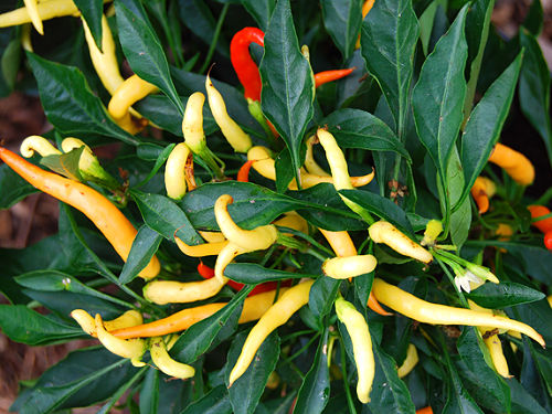  Medusa Chilli Plant 