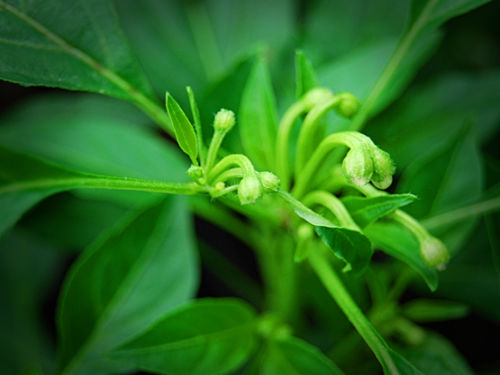  Medusa Chilli Plant 