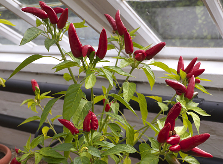  Mirasol Chilli Plant 