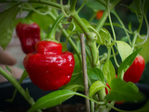  Mushroom Chilli Plant 