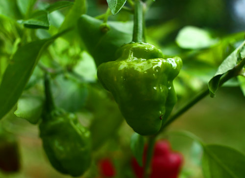  Mushroom Chilli Plant 