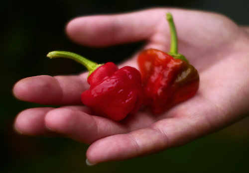  Mushroom Chilli Pods 