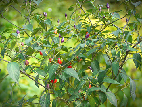  Numex Centenniel Chilli Plant 