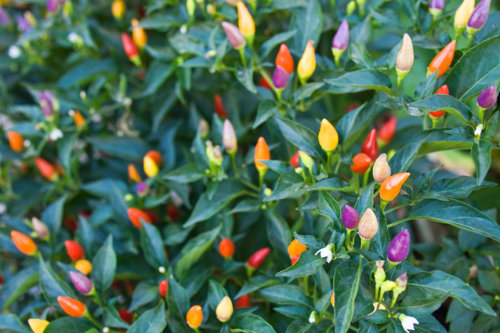  Numex Twilight Chilli Plant 