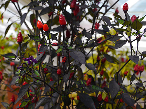  Orozco Chilli Plant 
