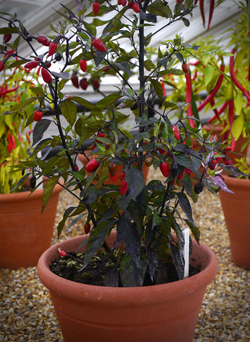  Orozco Chilli Plant 