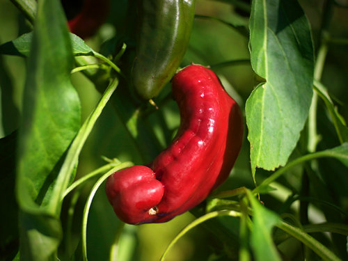  Peter Pepper Chilli Plant 