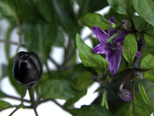  Peruvian Purple Chilli Plant 