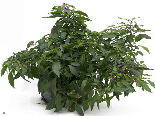  Peruvian Purple Chilli Plant 