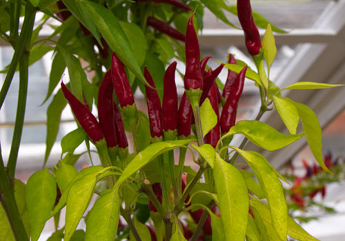  Poinsettia Chilli Plant 