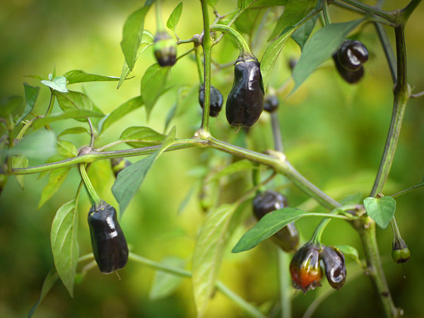  Purple Tiger Chilli Plant 