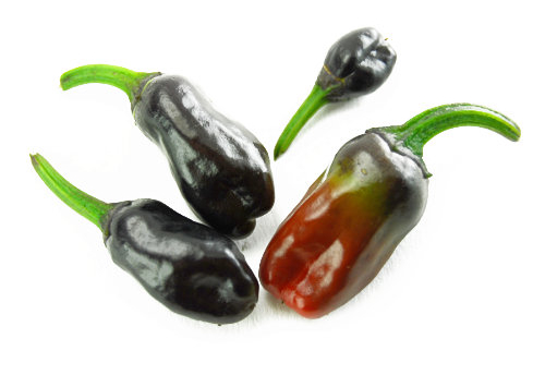  Purple Tiger Chilli Pods 