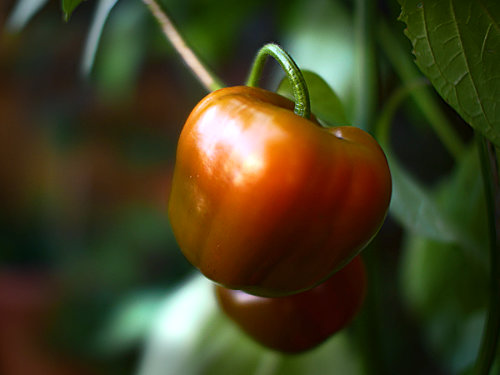  Rocoto Roja Chilli Plant 