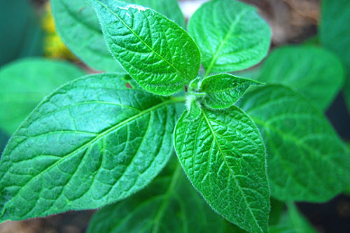  Rocoto Roja Chilli Plant Foliage 