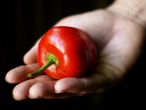  Rocoto Roja Chilli Pod 