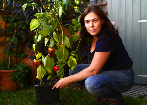  Rocoto Roja Chilli Plant 
