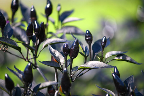  Royal Black Chilli Plant 