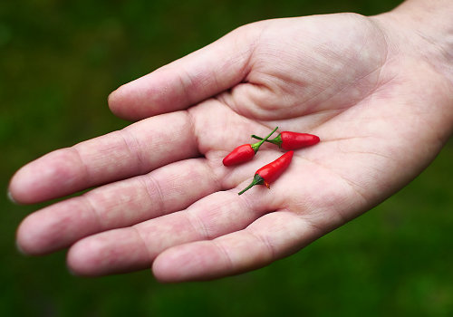  Royal Black Chilli Pods 
