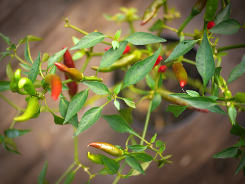  Takanotsume Chilli Plant 