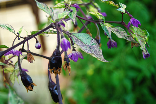  Tricolour Variegata Chilli Plant 