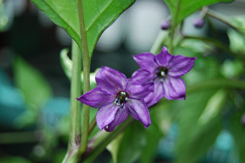  Tricolour Variegata Chilli Flowers 