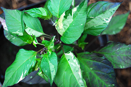  Tricolour Variegata Foliage 