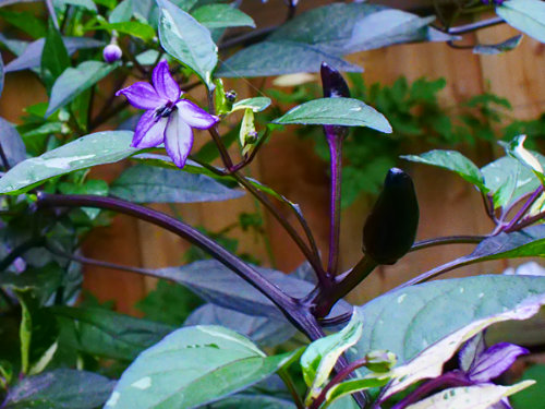  Zimbabwe Black Chilli Plant 