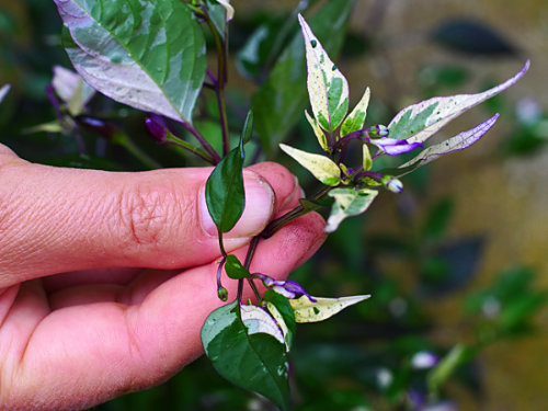  Zimbabwe Black Chilli Plant Foliage 