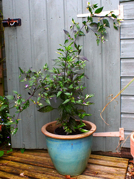  Zimbabwe Black Chilli Plant 